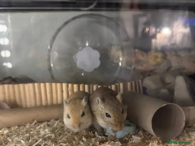 Gerbil rodents 2 Male Gerbils 🐹 - Advert 1