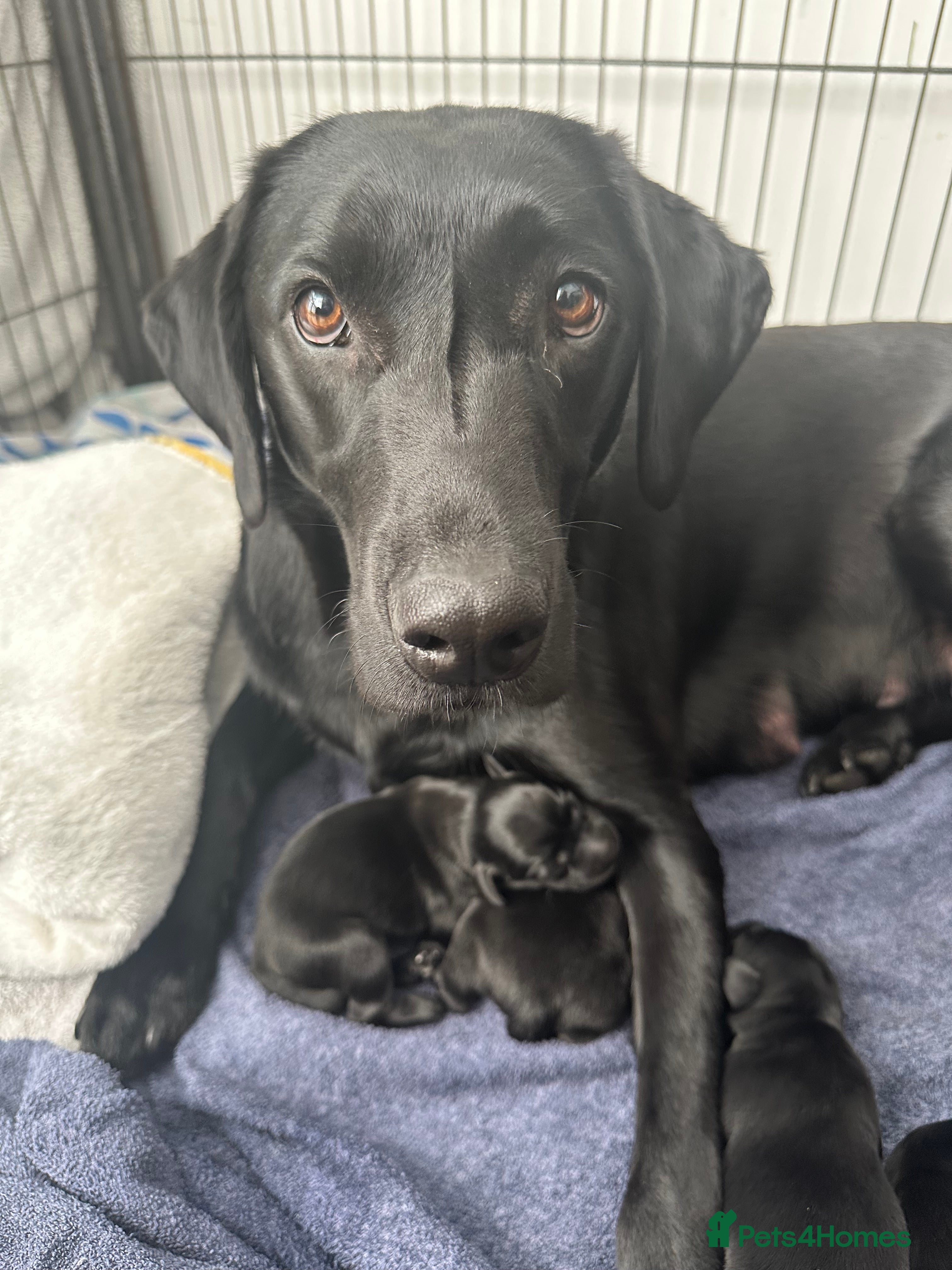 Labrador Retriever dogs Beautiful kc reg black labradors - Advert 5