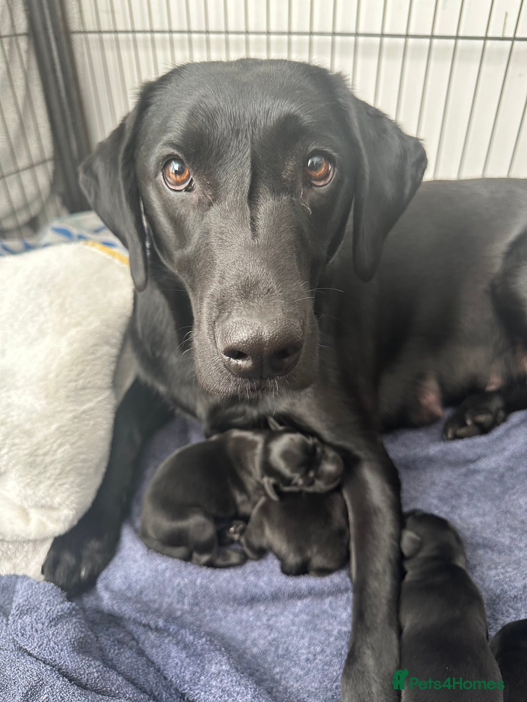 Labrador Retriever dogs for sale: Beautiful kc reg black labradors - Advert 12