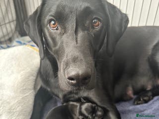 Labrador Retriever dogs Beautiful kc reg black labradors - Advert 5