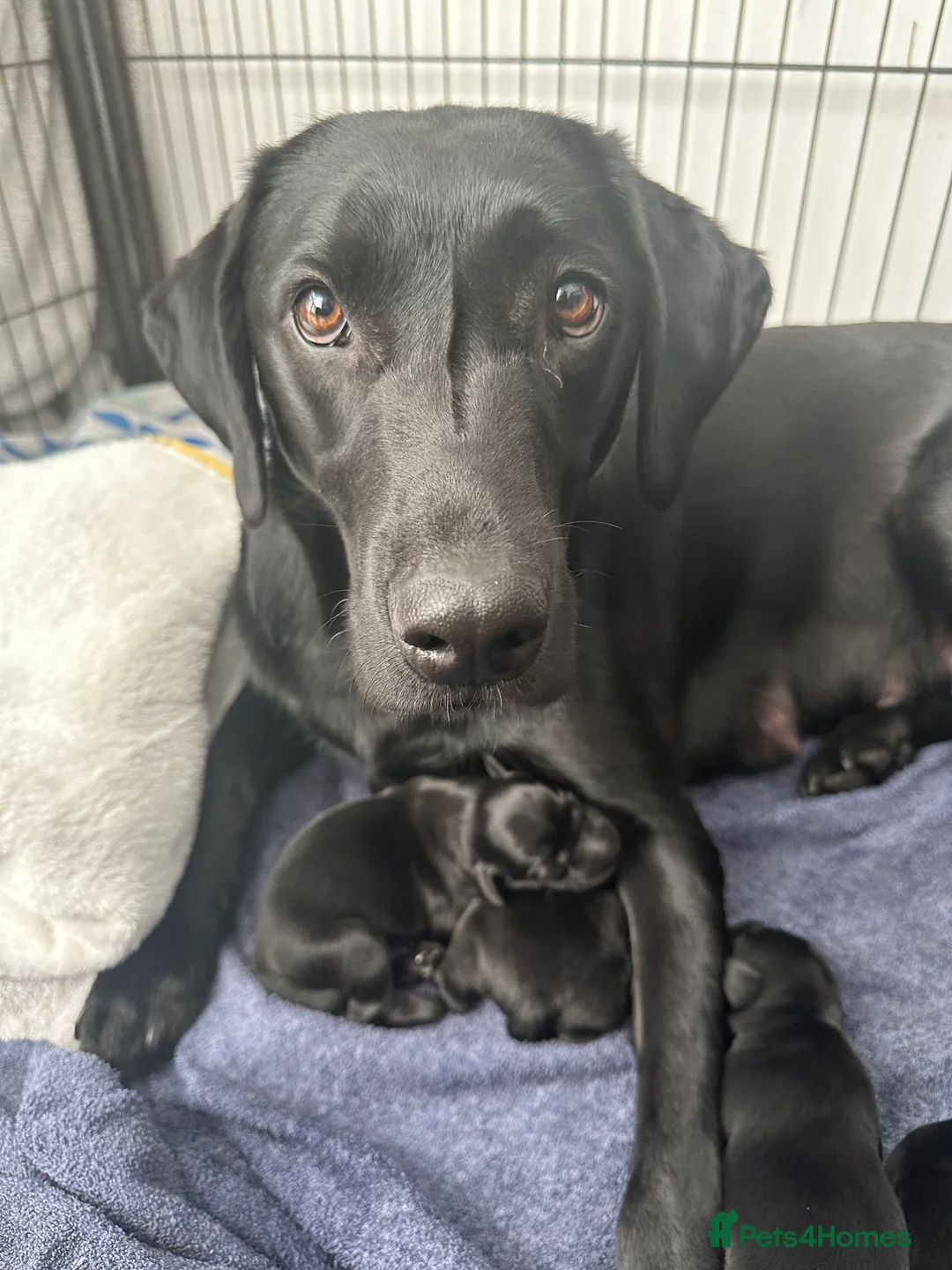 Labrador Retriever dogs for sale: Last 2 stunning kc reg black labradors - Advert 19