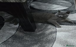 British Shorthair cats for sale: Sweet kitten needs a home. - Image 5