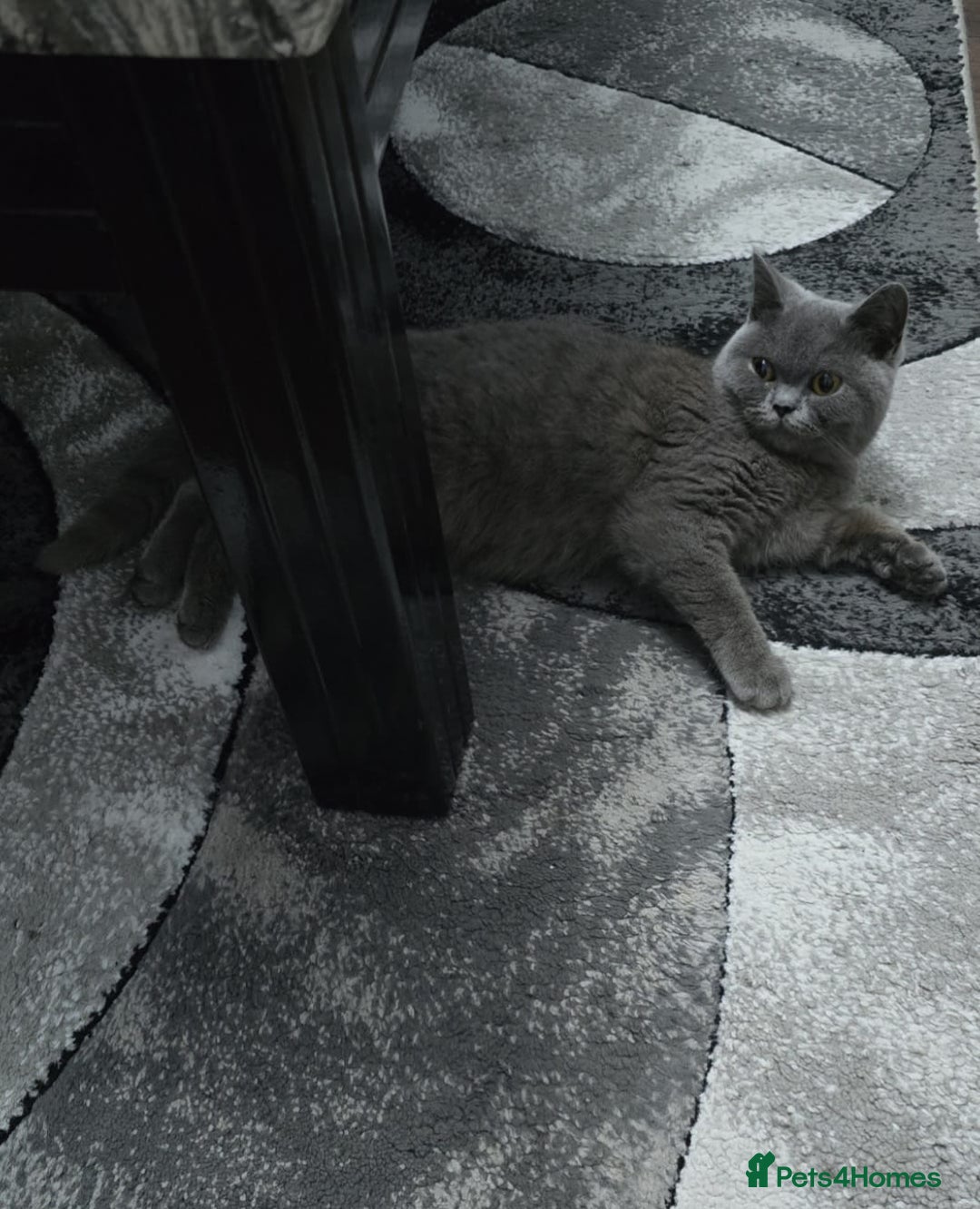 British Shorthair cats for sale: Sweet kitten needs a home. - Image 5