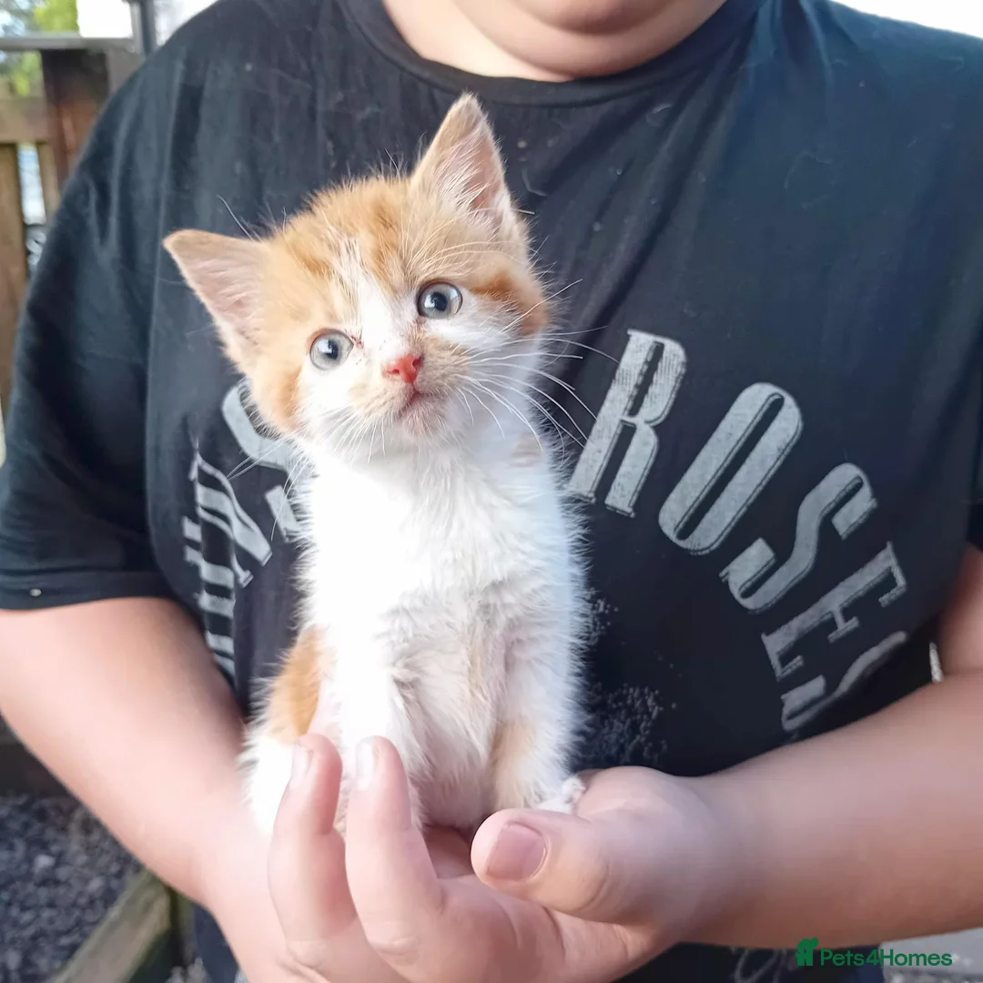 Mixed Breed cats for sale: Callie, smidge and Luna - Advert 4