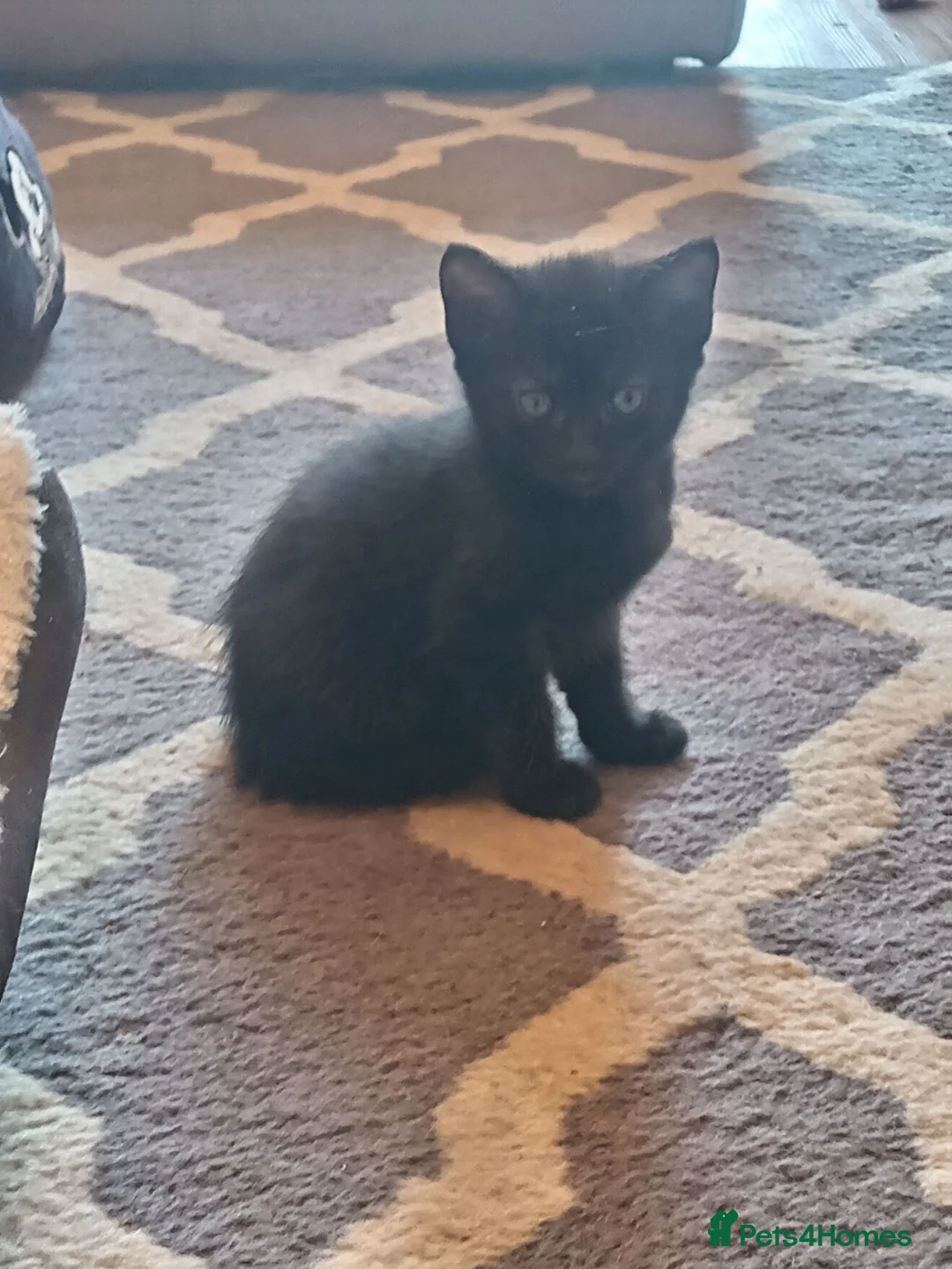 Mixed Breed cats for sale: Mixed litter of kittens  in Wigan - Advert 6