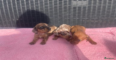 Miniature Dachshund dogs - Advert 13