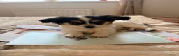Chihuahua dogs for sale: Female 12 week old chihuahua puppy  - Advert 5