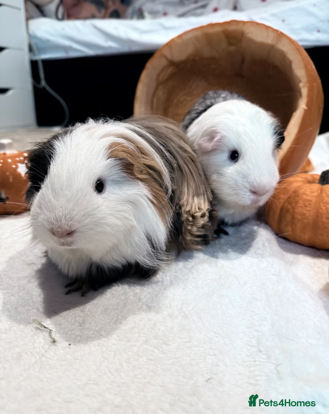Guinea Pig rodents for sale: 4 guinea pigs ( 2 bonded pairs) in Waterlooville - Advert 1