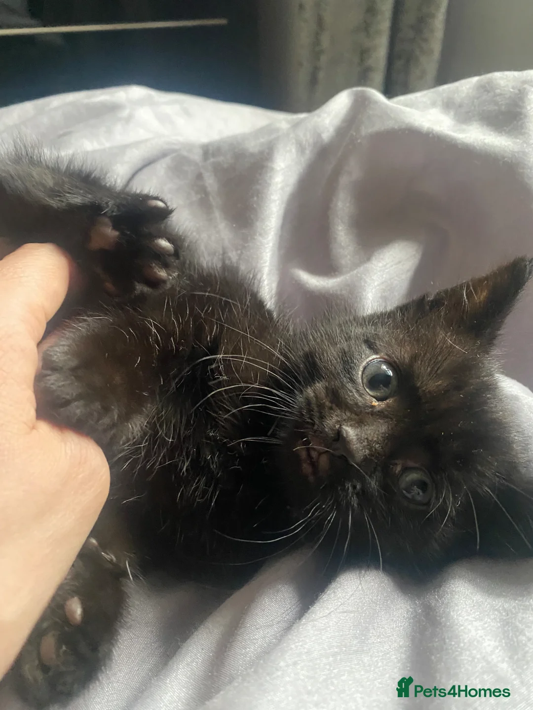 Mixed Breed cats for sale: Kittens - Advert 2