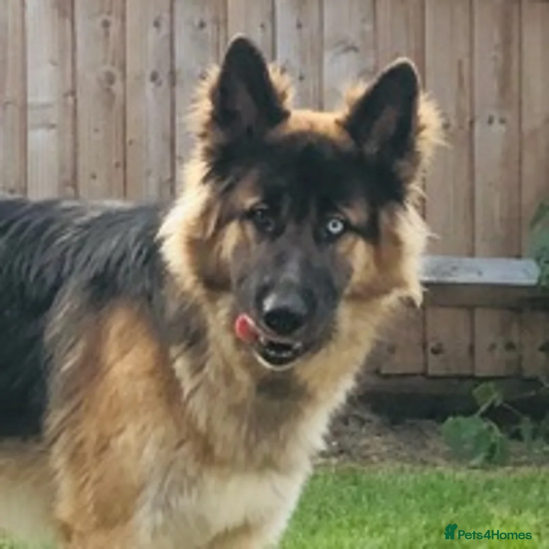 German Shepherd dogs for stud: German Shepard up for stud  in Erith - Advert 6