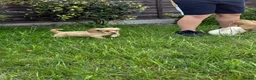 Mixed Breed dogs for sale: Cavachon x cocker puppies in Reading - Advert 6