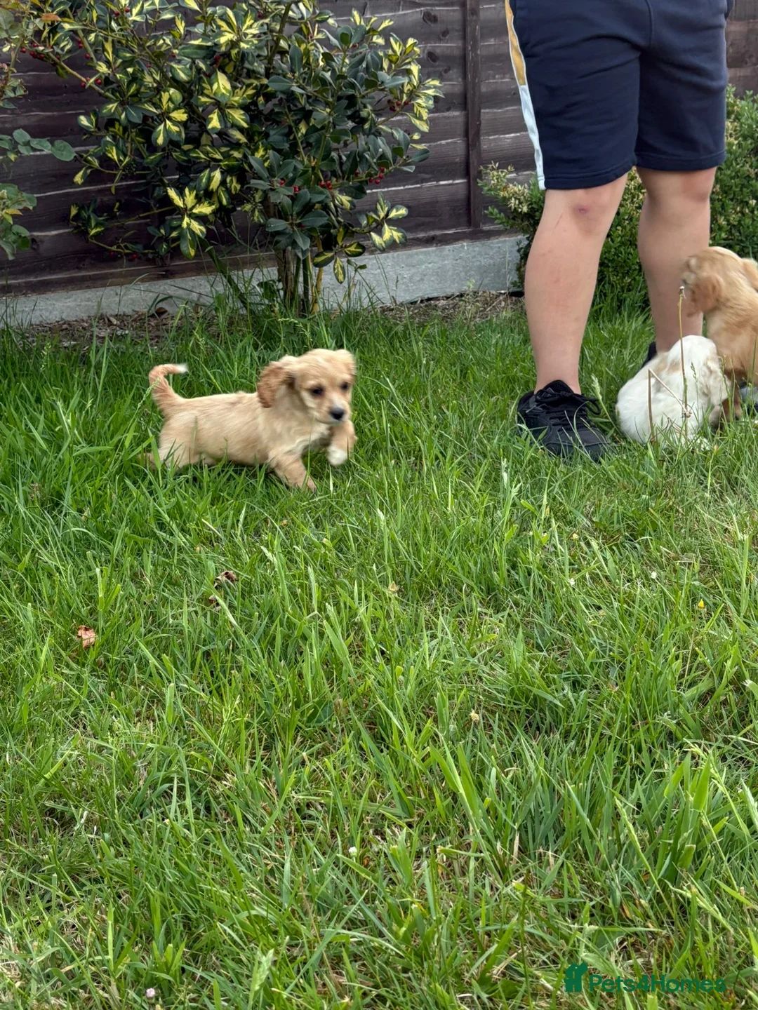 Mixed Breed dogs for sale: Cavachon x cocker puppies in Reading - Advert 6
