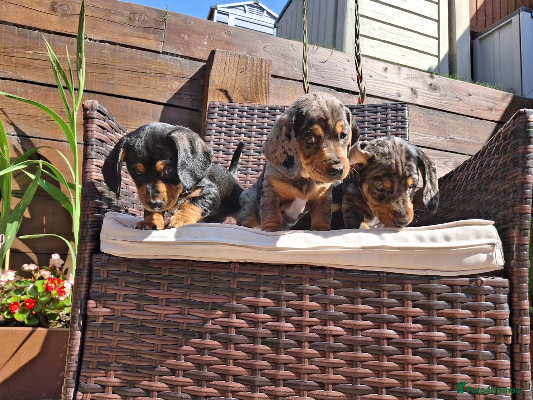 Dachshund dogs for sale: Dachshund puppies 🐶  - Image 9