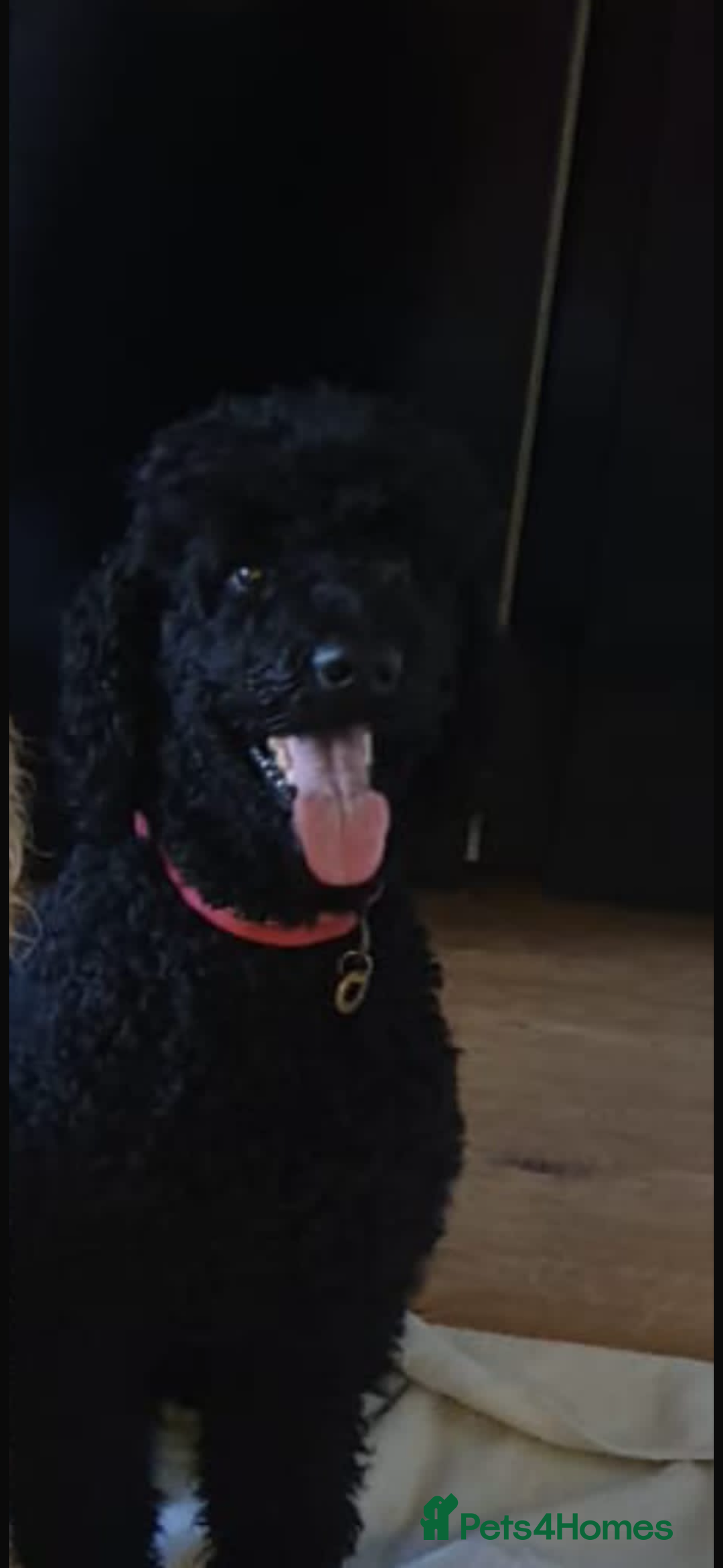 Standard Poodle dogs for sale: outstanding litter of standard poodle pups - Advert 2