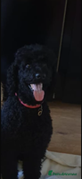 Standard Poodle dogs outstanding litter of standard poodle pups - Advert 4