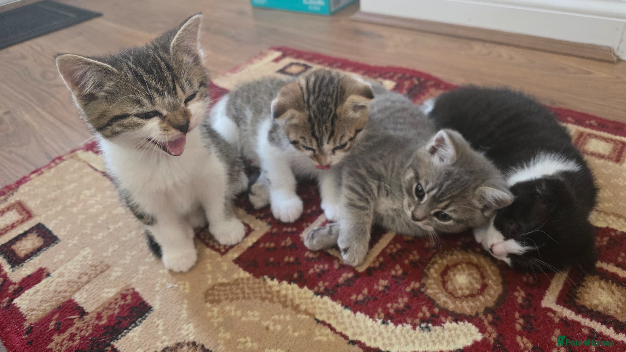 Scottish Fold cats 4 playful kittens - Advert 1