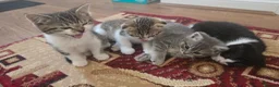 Scottish Fold cats for sale: 4 playful kittens - Advert 1