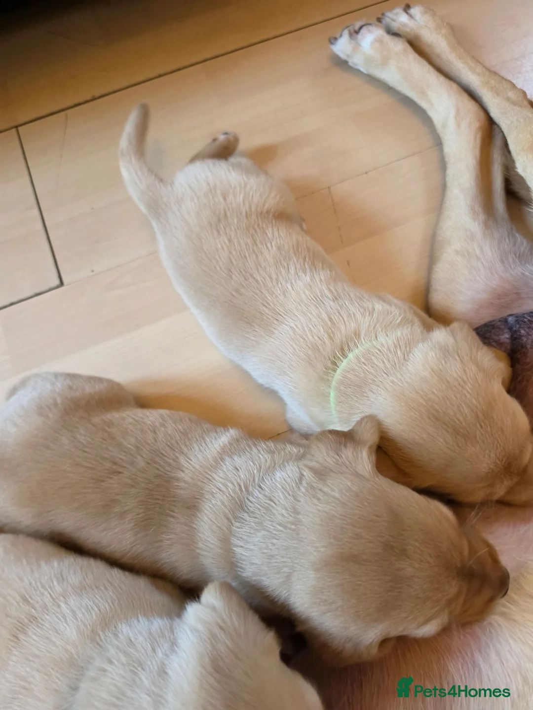 Labrador Retriever dogs for sale: Lab puppies B&G in Great Yarmouth - Advert 2