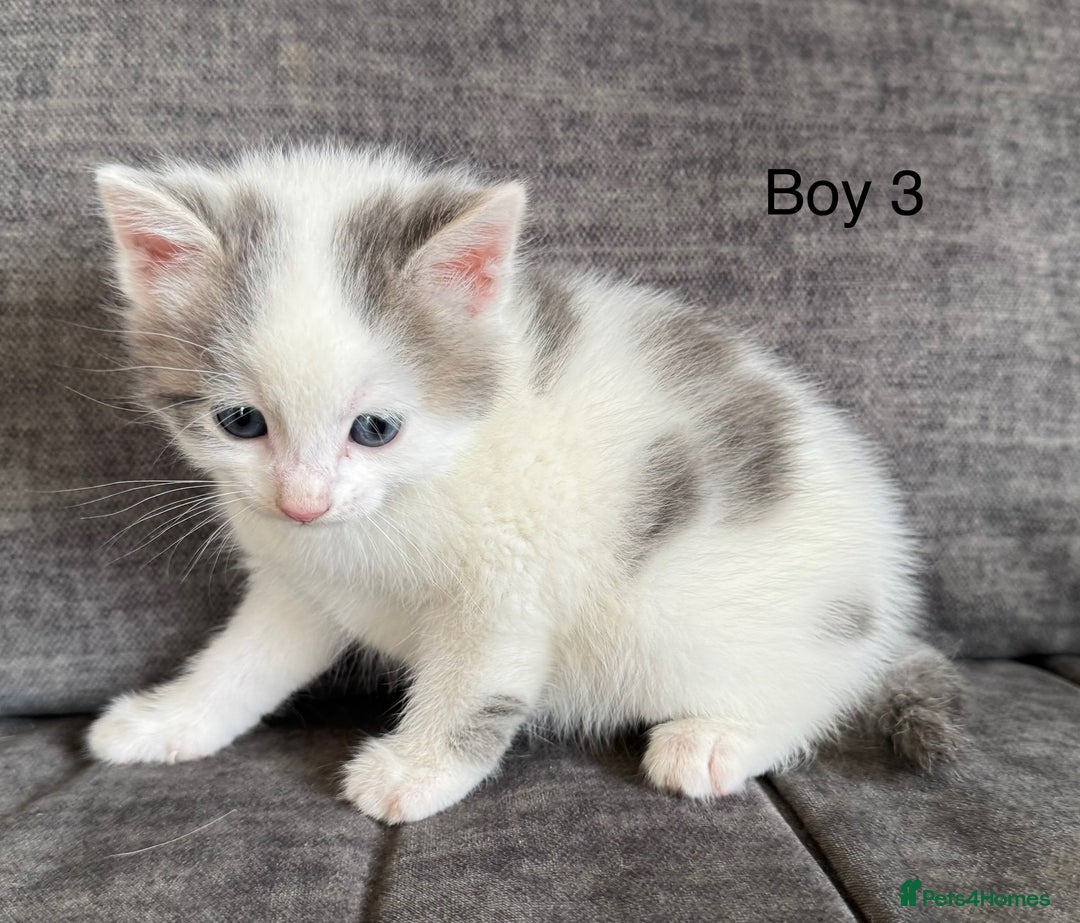 Domestic Shorthair cats for sale: Kittens - Image 4