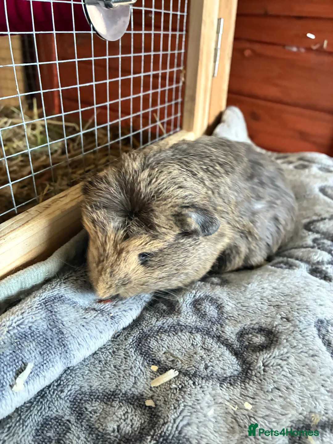 Guinea Pig rodents for sale: Baby pigs for sale !  - Advert 5