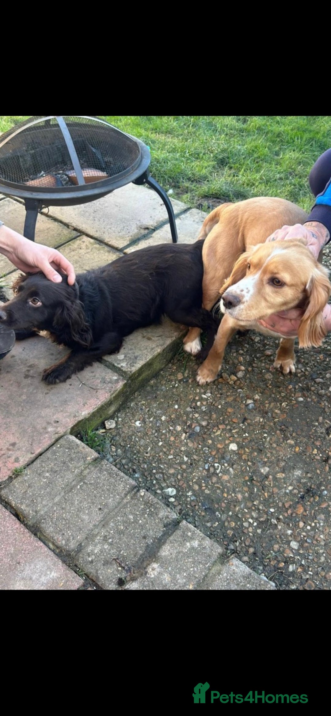 Cocker Spaniel dogs for stud: cocker spaniel for stud in Hailsham - Advert 4