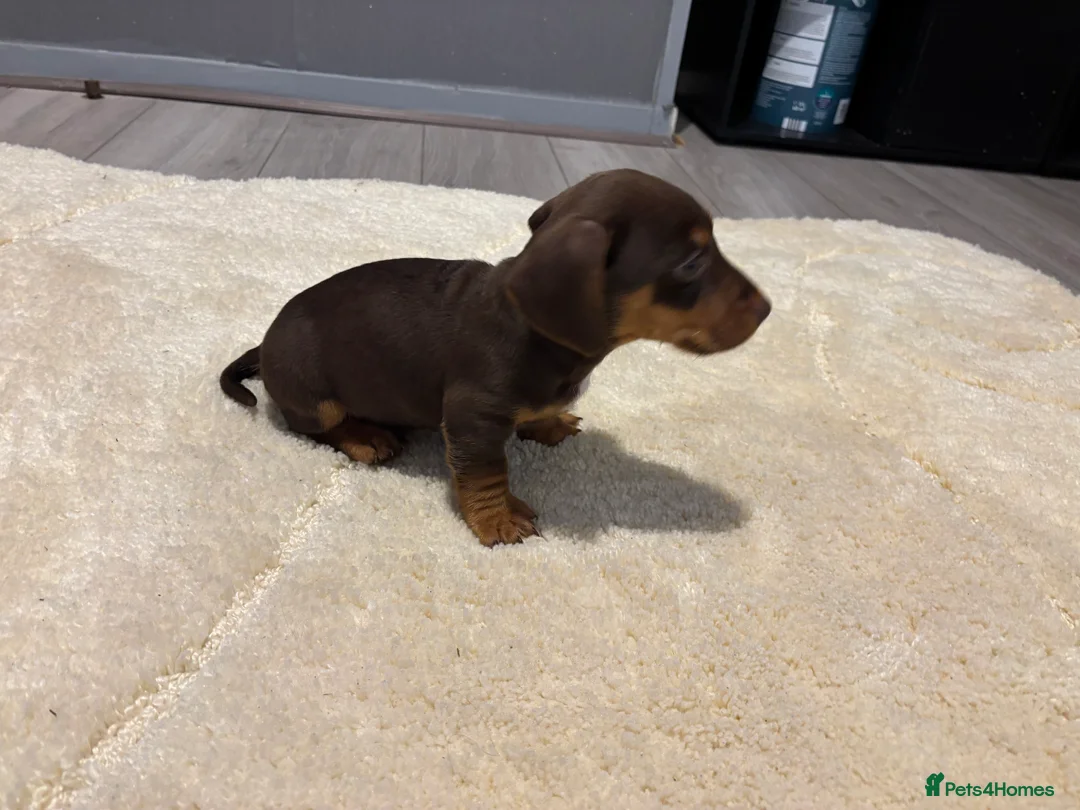 Jackshund dogs for sale: Last boy miniature dachshund x jack Russel puppy in Basingstoke - Advert 3