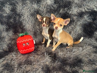 Chihuahua dogs Chihuahuas puppies - Advert 7