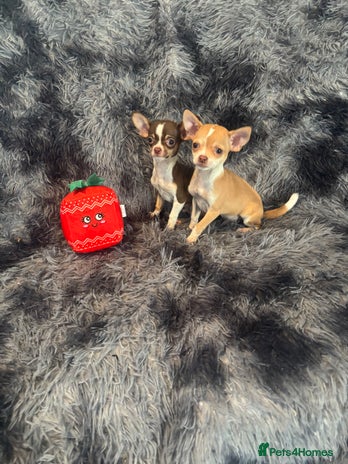 Chihuahua dogs Chihuahuas puppies - Advert 11