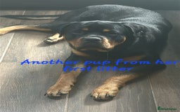 Rottweiler dogs for sale: Rottweiler puppies  - Image 22
