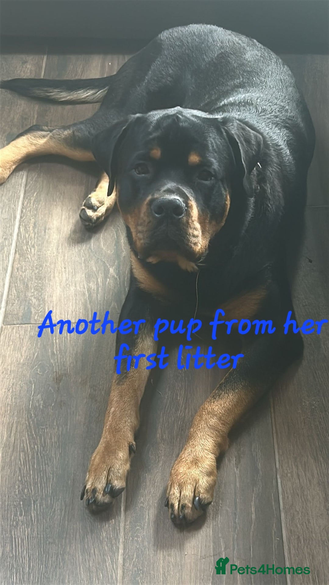 Rottweiler dogs for sale: Rottweiler puppies  - Image 22