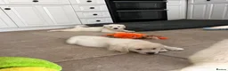 Golden Retriever dogs for sale: Lovely, confident playful puppies - Advert 37