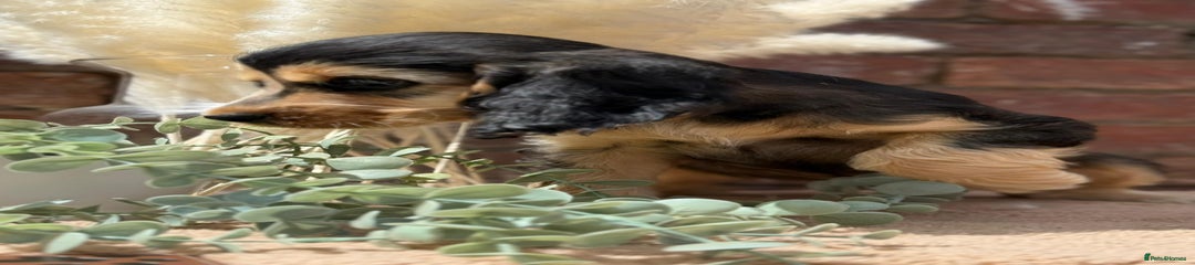 Cocker Spaniel Puppy 7