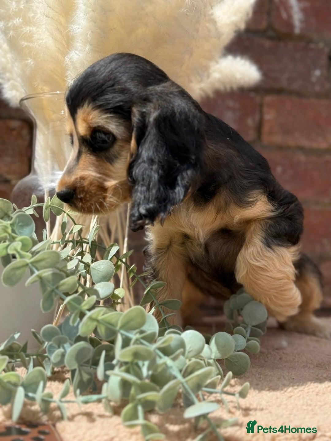 Cocker Spaniel dogs for sale: Show cocker spaniel in Bradford - Image 11