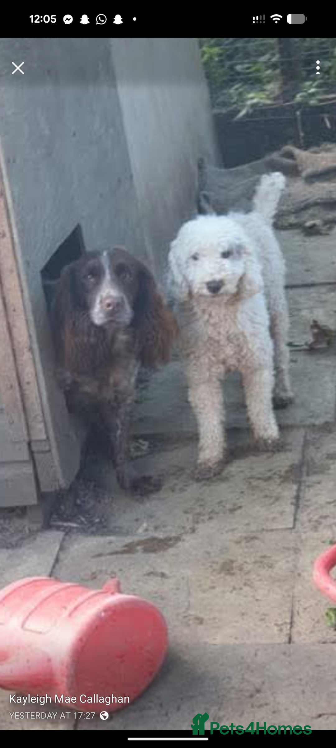 Cockapoo dogs for sale: Stunning chocolate roan Female F1 cockapoo  - Advert 9