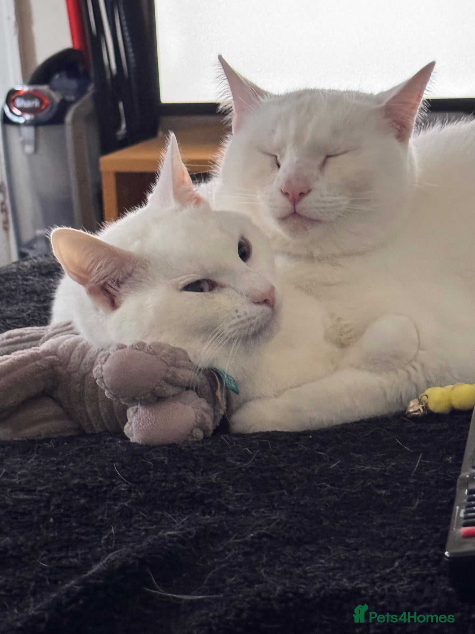 British Shorthair cats Yep Beautiful White Cats - Advert 1