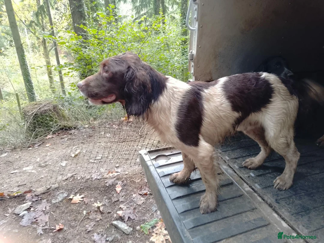 English Springer Spaniel dogs for sale: KC registered English Springer spaniels - Advert 9