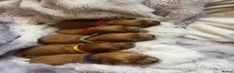 Cavapoo dogs for sale: Cavapoos pups /kc reg /health tested /parents - Advert 4