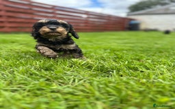 Cavapoo dogs for sale: Top Class Cavapoo pups  - Image 2