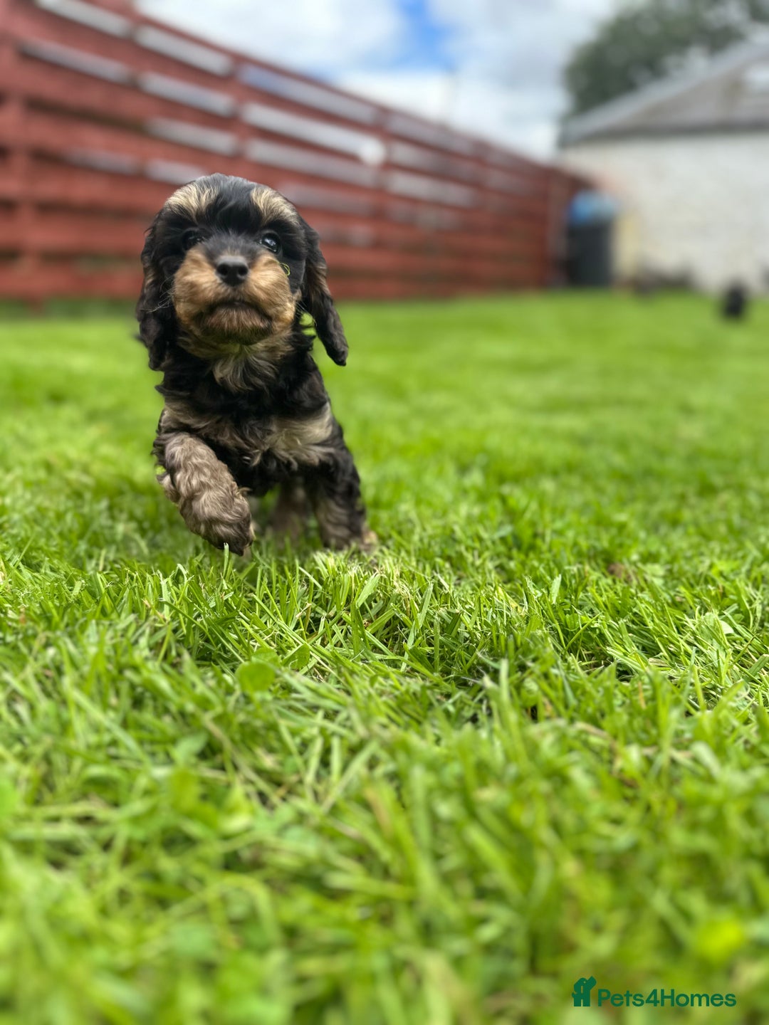 Cavapoo dogs for sale: Top Class Cavapoo pups  - Image 2