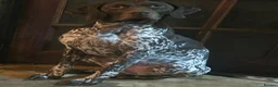 German Shorthaired Pointer dogs for sale: German Shorthaired Pointer puppies - Advert 7