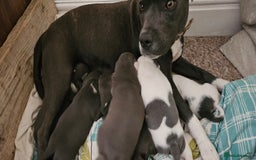 Staffordshire Bull Terrier dogs for sale: Blue&white and white&blue staffie pups - Image 24