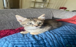 Bengal cats for sale: 7 adorable bengal/tort kitties available now!  - Image 21