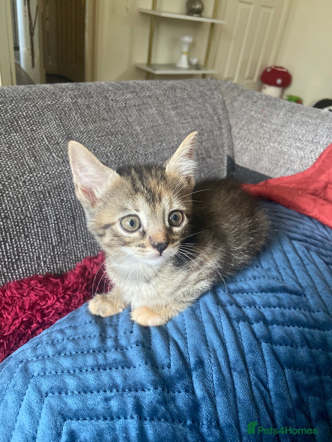 Bengal cats for sale: 7 adorable bengal/tort kitties available now!  - Image 21