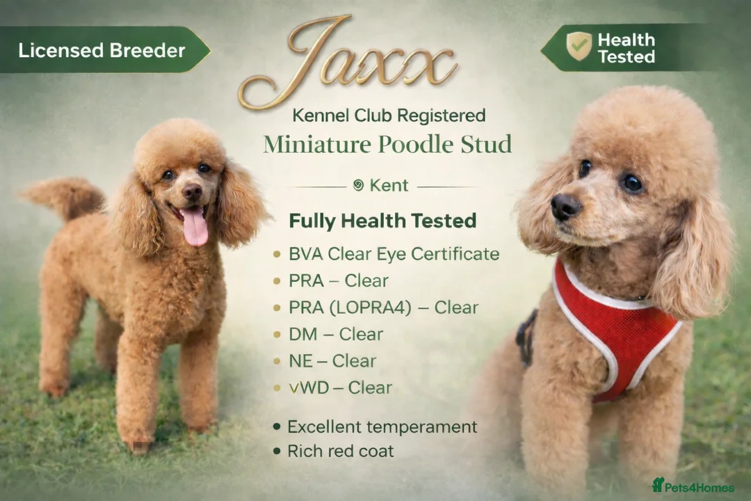 Cavapoo dogs for sale: 1 RED FEMALE FOR PRE RESERVATION  - Advert 2