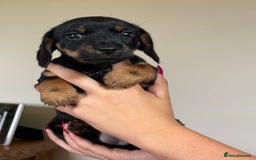 Mixed Breed dogs for sale: Norfolk Sausages Mini Dachshund x Norfolk terrier  - Image 29