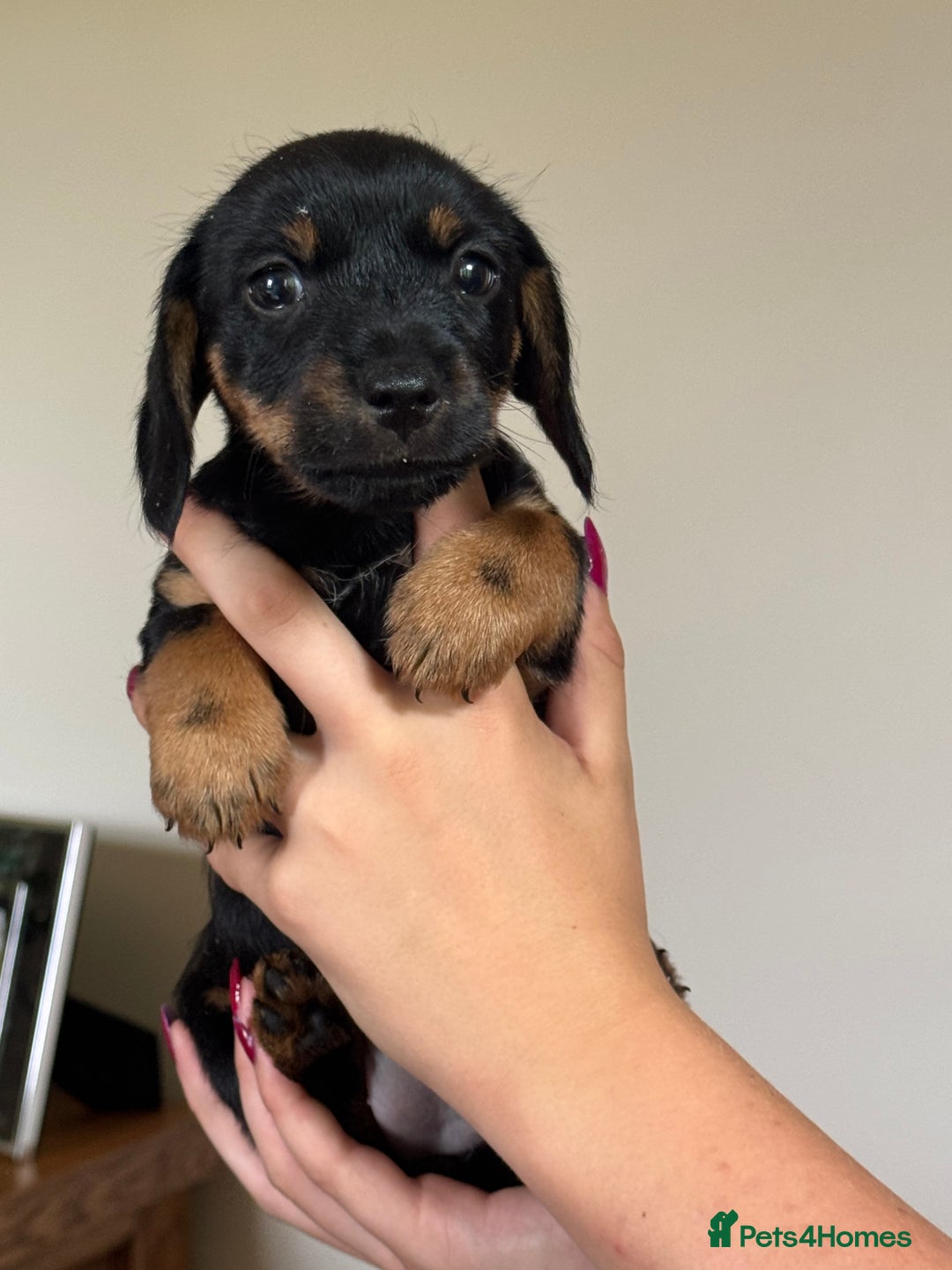 Mixed Breed dogs for sale: Norfolk Sausages Mini Dachshund x Norfolk terrier  - Image 29