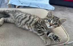 British Longhair cats for sale: British long hair  - Image 11