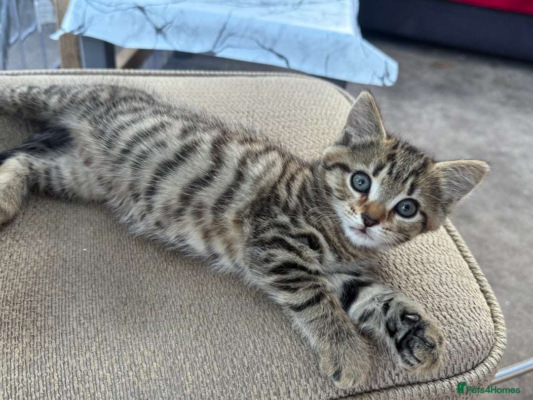 British Longhair cats for sale: British long hair  - Image 11