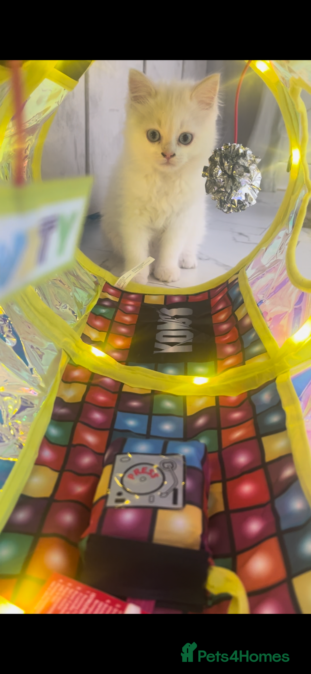 Scottish Fold cats for sale: Scottish fold straight white flame point male  - Image 2