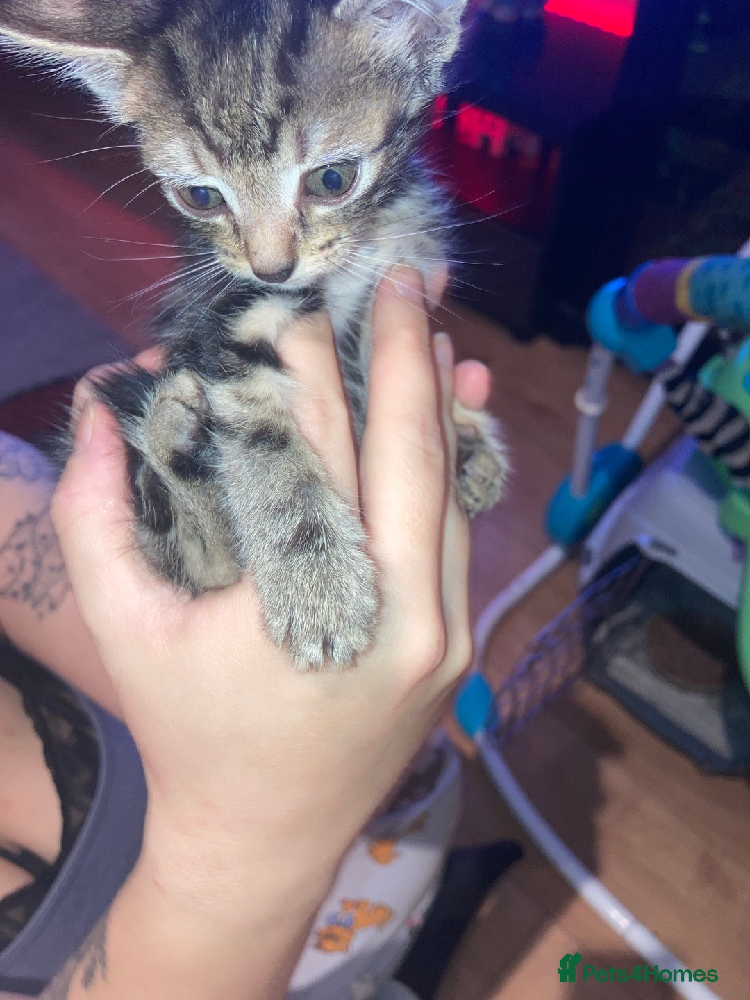 Domestic Shorthair cats for sale: mixed kittens - Image 3